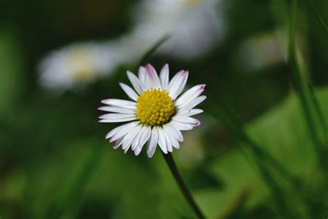 小雛菊 花語|雛菊花語是什麼？各顏色雛菊花語：天真、純潔、和平 